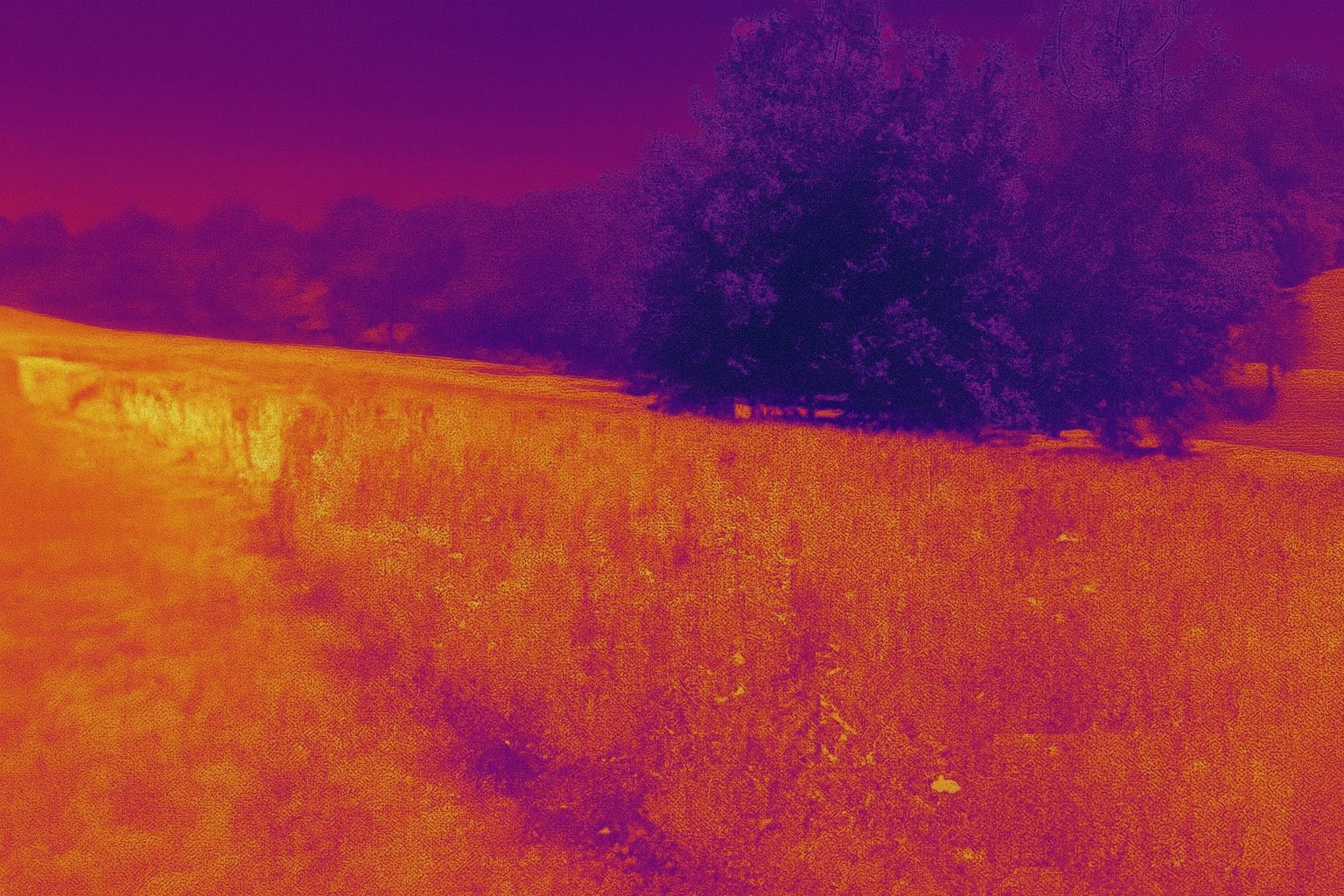 Thermal infrared imaging of vegetation and terrain